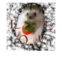 Hedgehog Rin Happy Valentine