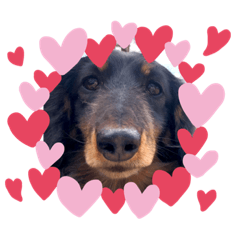 akari_dog