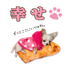 Chihuahua's latte wanko love sticker