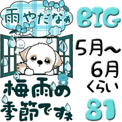 【Big】シーズー犬 81『梅雨＆青色系』