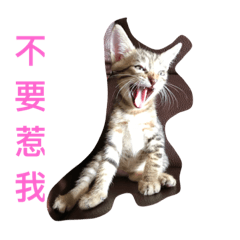 CatTiger630