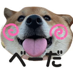 柴犬りゅーすたんぷ。