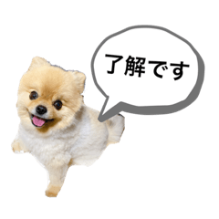 dog lavi stamp