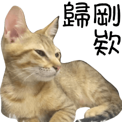 Cats daily3 languages.