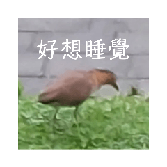 好多鳥鳥