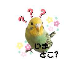 Sanasan's pet