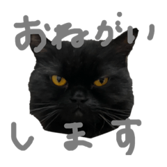 Miki_20220409192252