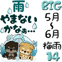 【Big】ちゃちゃ丸 14『梅雨・青色系』