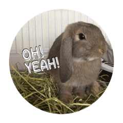 垂れ耳うさぎのなると君 2 Line スタンプ Line Store