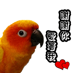 Cute parrots like Valentine's Day!