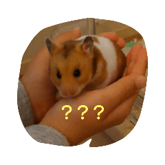 momoko_20220410112110