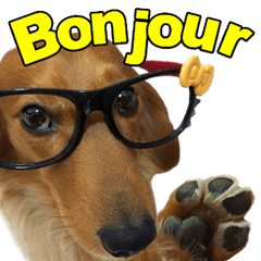 The dog who calls Bonjour