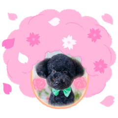 hanabell_20220409210059