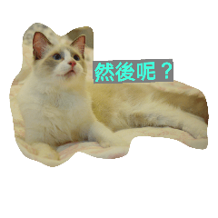 Reza the Cat  (Chinese Version)