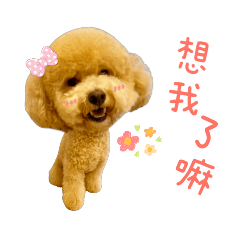 奶油貴賓Elly日常❤️