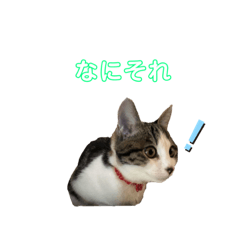 Frequently used cat stamps Mew version
