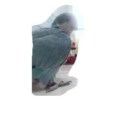 Guan-Ting's pet bird