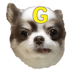 Mixed dog Gizumo