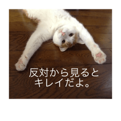 Daily routine of marron