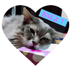 cat-s