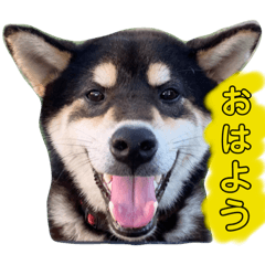 Ren Shibainu