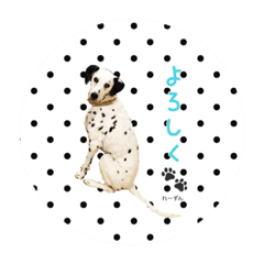 for dalmatian lovers!