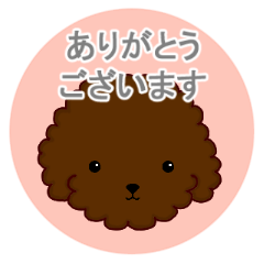 4 color toy poodle. Talk in honorific