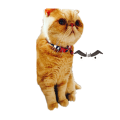 Familyyyyyyyyyyyy111111111