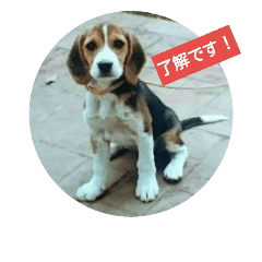 beagles 2018