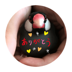 Cherry_20220410202145