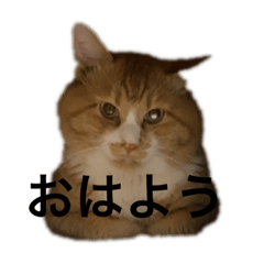 Yukki_20220410191908