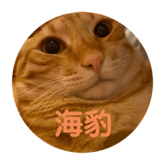 喵喵集合第二彈