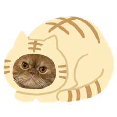 我的貓真的很可愛