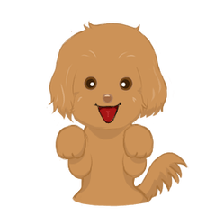 Mari : cute toy poodle boy