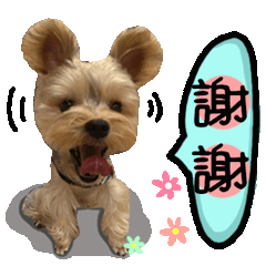 寶貝丁丁呆萌趣