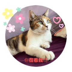 1C_20220411131513 – LINE stickers | LINE STORE