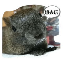 3+1鼠鼠+小黃日常