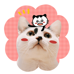 Sticker of the cat. Name is "Milk"