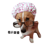 corgi boogi's life