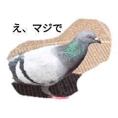 鳩ぽっぽーず - LINE スタンプ | LINE STORE