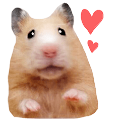 Fat Fat hamster
