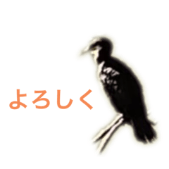 Great cormorant photo stecker