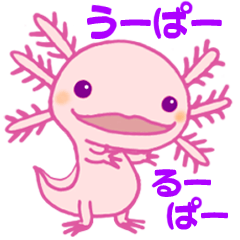 Japanese Axolotl