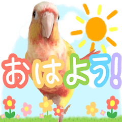 5birds from the Yamada family