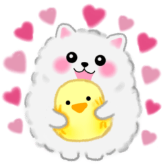 Love love cute white Pomeranian 8