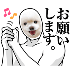 pomeranian dog shiromaru10