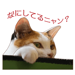 Nekokore Cat Photo Stickers, calico cats
