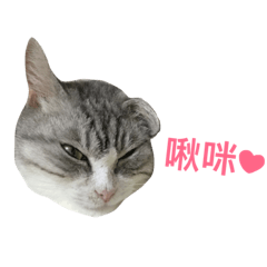Cat doesnt like you