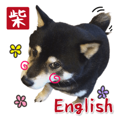 柴犬ときどき猫 英語バージョン
