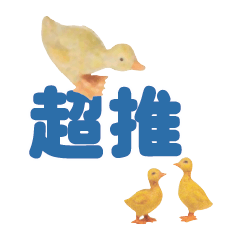 Duck Chick Bird conversation_312